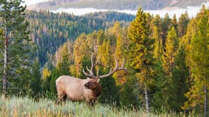 Great Yellowstone Thaw — foto 2