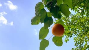 Tangerine — foto 1