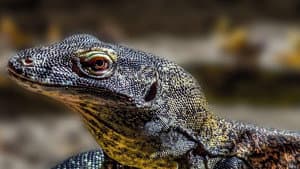 Asia's Wild Secrets — foto 5