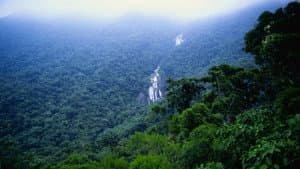 Jungla — foto 2