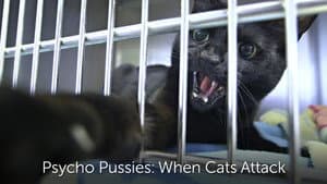 Psycho Pussies: Mad Cat Attacks — foto 1