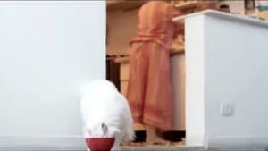 Kafcat — foto 1