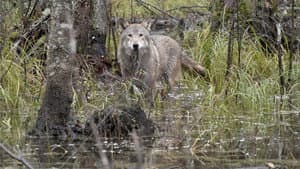 Wolf — foto 3