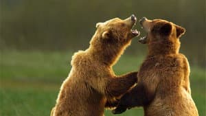 Deadly Instincts — foto 7