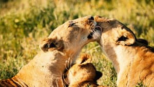 Reinas del mundo animal — foto 7