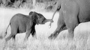 Whispers: An Elephant's Tale — foto 2