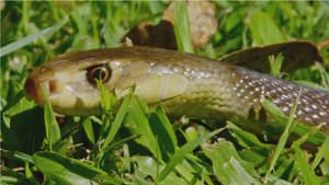 Snake Island: Wild & Deadly — foto 3
