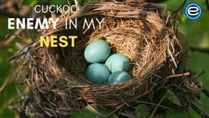 Cuckoo: The Enemy In My Nest — foto 1