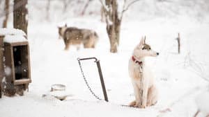 Sled Dogs — foto 1