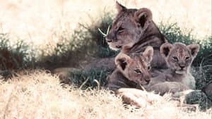 El león africano — foto 1