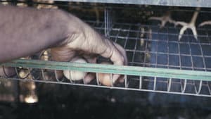 Confinament 8½ — foto 5