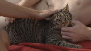 Kater — foto 4
