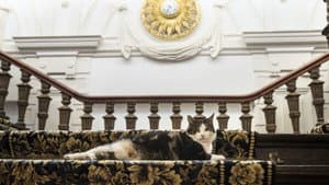 Gatos: Una oda al amor gatuno — foto 3