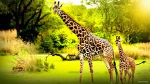 La Magia de Animal Kingdom de Disney — foto 7