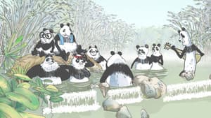 Pandas dans la brume — foto 1