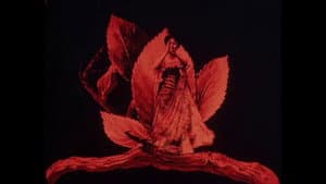 Métamorphoses du papillon — foto 1
