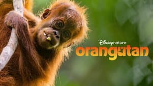 Orangután — foto 5
