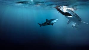 Bull Shark Bandits — foto 11