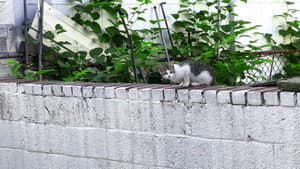 New York Cat Crisis — foto 5