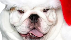 A Bulldog for Christmas — foto 3