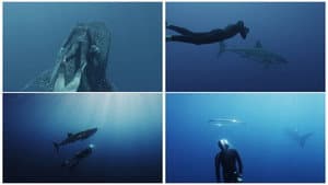 Under the Sea - Lautlos unter Giganten — foto 1