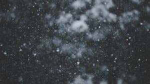 Wintergasten — foto 1