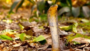 Cobra Mafia — foto 5