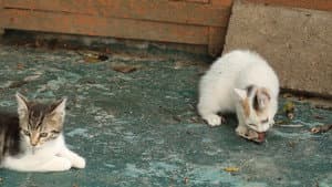 Le Chat, ce tueur si mignon — foto 2