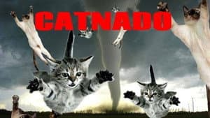 Catnado — foto 5