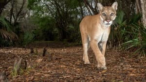 Path of the Panther — foto 8