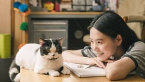 猫は逃げた — foto 1