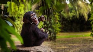 Baby Chimp Rescue — foto 6