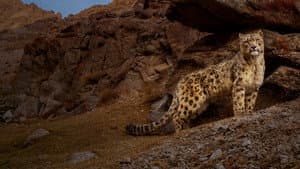Wild Cats of India — foto 4