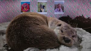 Billy & Molly: An Otter Love Story — foto 2