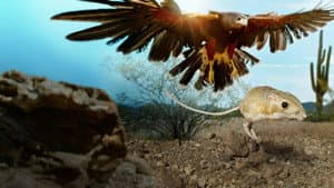 Fauna Minúscula — foto 3