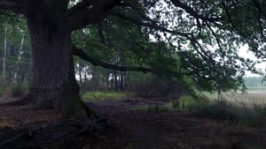 Le Chêne — foto 9