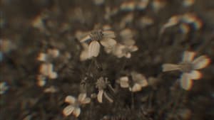 Eterna — foto 2