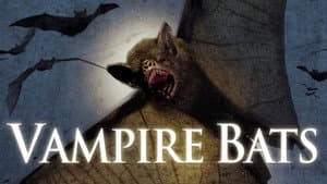 Vampire Bats — foto 6