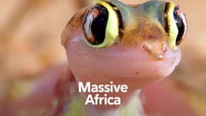 Merveilles d’Afrique — foto 3