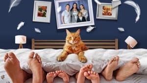 Котострофа — foto 2