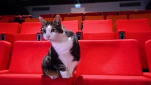 Gatos: Una oda al amor gatuno — foto 7