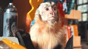 Akiko, der fliegende Affe — foto 1