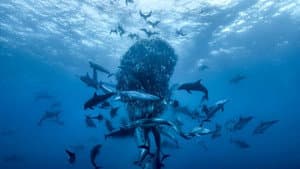 Océanos con David Attenborough — foto 5