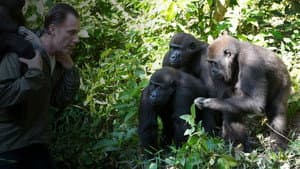 Gorilla School — foto 1