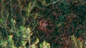Li paradisi — foto 1
