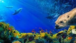 Oceans: Our Blue Planet — foto 1
