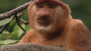 Clown of the Jungle: The Proboscis Monkey of Borneo — foto 1