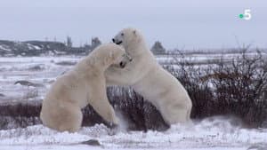 Kingdom of the Polar Bears — foto 4