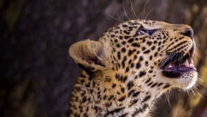 Jade Eyed Leopard — foto 6