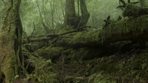 Do you hear the wind in the pine trees? — foto 9
